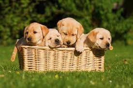 Sell your litter within days! How To Sell Puppies Lovetoknow