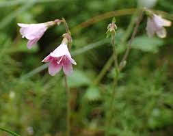 Image result for Linnaea borealis