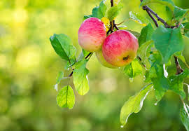 Für den gartenbesitzer sind äpfel in der regel dann pflückreif, wenn sich die früchte leicht vom stiel lösen und die kerne braun verfärbt sind. Obst Und Gemuse Richtig Ernten Obi Ratgeber