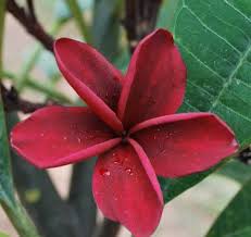 Wargo Darkest Of Reds Almost Black Towards The Centre Very Rare Frangipani Plumeria Plants