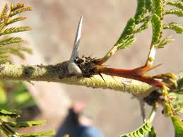 Image result for Acacia xanthophloea