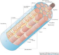 Human Physiology Muscle Physiology Muscle Anatomy Skeletal Muscle Anatomy