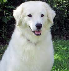 Le kuvasz est un chien de grande taille, à l'aspect agréable, qui dégage à la fois de la puissance et de la distinction. Kuvasz