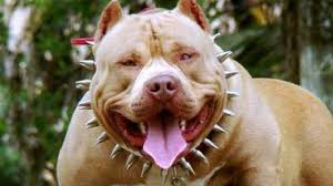 5 Most Dangerous Dog Breeds In The World Dangerous Dogs Dog Breeds Breeds