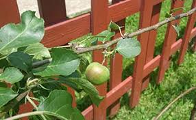 Design inspired by and with permission of richard of grafting dragon fruit. How To Espalier Fruit Trees Stark Bro S