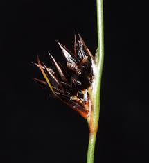 Image result for Cyperus nigricans