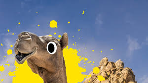* two humps are indicative of the bactrian camel. Camel Jokes Funny Camel Jokes Beano Com