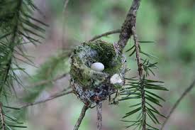 Nests and other signs of life. Nest And Egg Identification Resources The Infinite Spider