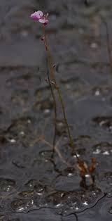 Image result for Utricularia benjaminiana