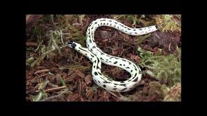 The california kingsnake is one of the most popular black and white stripes that is! Baby Black And White Aberrant California Kingsnake Youtube