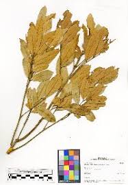 Image result for Haplocoelum inoploeum