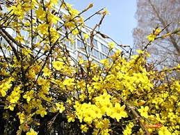 Image result for Jasminum pauciflorum