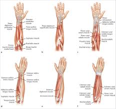 Located superior to the shoulder joint the deltoid muscle works with the supraspinatus to abduct the arm at the shoulder. Chapter 34 Forearm Implant Plastic Surgery Key
