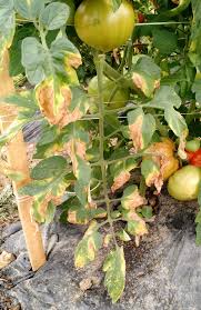 10 common tomato plant diseases to watch out for this summer. Tomato Plant Disease Leaves Cromalinsupport