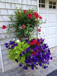 Red Manda Villa Vine Blue And White Petunias Sweet Potato Vine Red Verbena Willow Garden Potato Vines Sweet Potato Vine