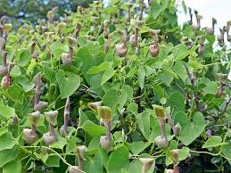 Image result for Aristolochia albida