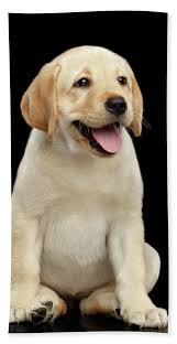 Check spelling or type a new query. Golden Labrador Retriever Puppy Isolated On Black Background Bath Towel For Sale By Sergey Taran