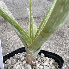 Image result for Aloe veseyi