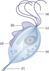 Image result for trichomonas images