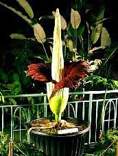 Image result for Amorphophallus goetzei