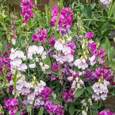 Image result for Lathyrus