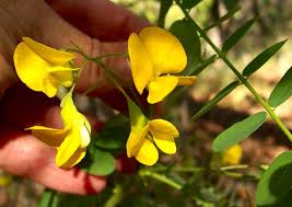 Image result for Aeschynomene chimanimaniensis