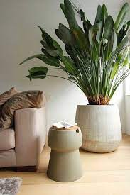 Si chiamano lithops e sono un genere di piante grasse originarie dell'africa meridionale. Arredare Con Le Piante 13 Idee Per Scegliere Lo Styling Giusto