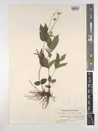 Image result for Lipotriche marlothiana