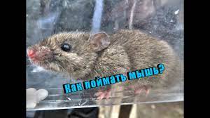 Cara ini bisa kamu lakukan dengan mudah karena kapur barus pengusir tikus ini sangat mudah ditemukan. Bagaimana Untuk Menghilangkan Tikus Di Dalam Kereta Jika Mereka Membiak