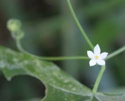 Image result for Zehneria tridactyla