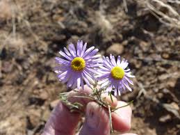 Image result for Felicia muricata