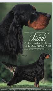 Gordon Setter Puppies, Litters & Breeders