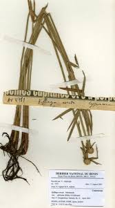 Image result for Kyllinga erecta