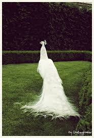 Wedding Peacock By Ladyysparrow On Deviantart Pet Birds Pretty Birds Beautiful Birds