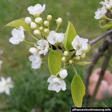 Image result for Pyrus pyrifolia