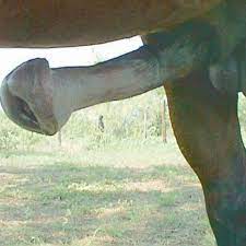 Flared horse cock - comisc.theothertentacle.com