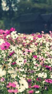 27 Floral Iphone 7 Plus Wallpapers For A Sunny Spring Preppy Wallpapers Flower Iphone Wallpaper Flower Wallpaper Beautiful Flowers Wallpapers