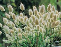 Lagurus Ovatus Bunny Tails Seeds Etsy In 2021 Ornamental Grasses Grasses Garden Plants