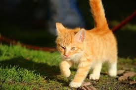 Gatos Con El Estomago Hinchado Es Grave Noti Gatos