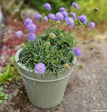 Image result for Scabiosa
