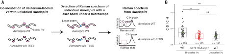 Mechanism of bacterial predation via ixotrophy | Science