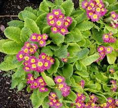 Image result for Primula