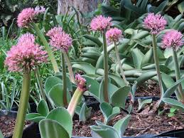 Image result for Scadoxus pole-evansii