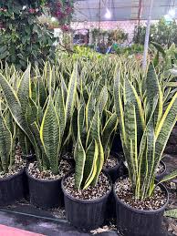 Image result for Sansevieria trifasciata