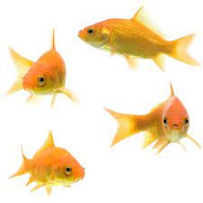 How To Take Care Of A Goldfish Bowl Basics For Begginers Goldfish Common Goldfish Goldfish Bowl
