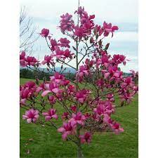 Magnolia Vulcan Magnolia Hybrid 10 15 Tall Blooms In May Ornamental Trees Flowering Trees Magnolia Trees