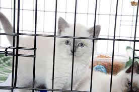 We are a very loving, experienced, hobby, family breeder. Places Where You Should Not To Buy A Kitten Pets4homes