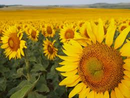 Maybe you would like to learn more about one of these? Be Thrilled Road Tripping In North Dakota Official North Dakota Travel Tourism Guide