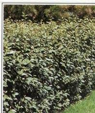 Pepinieres Hamblenne Pepiniere Plantes Vivaces Arbres Arbustes Pepinieriste Namur Belgique