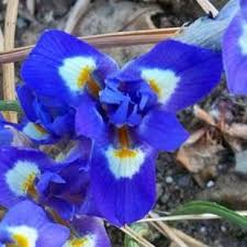Image result for Moraea niassensis